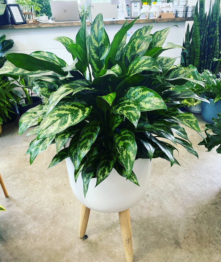 AAJC 072921 DL houseplants