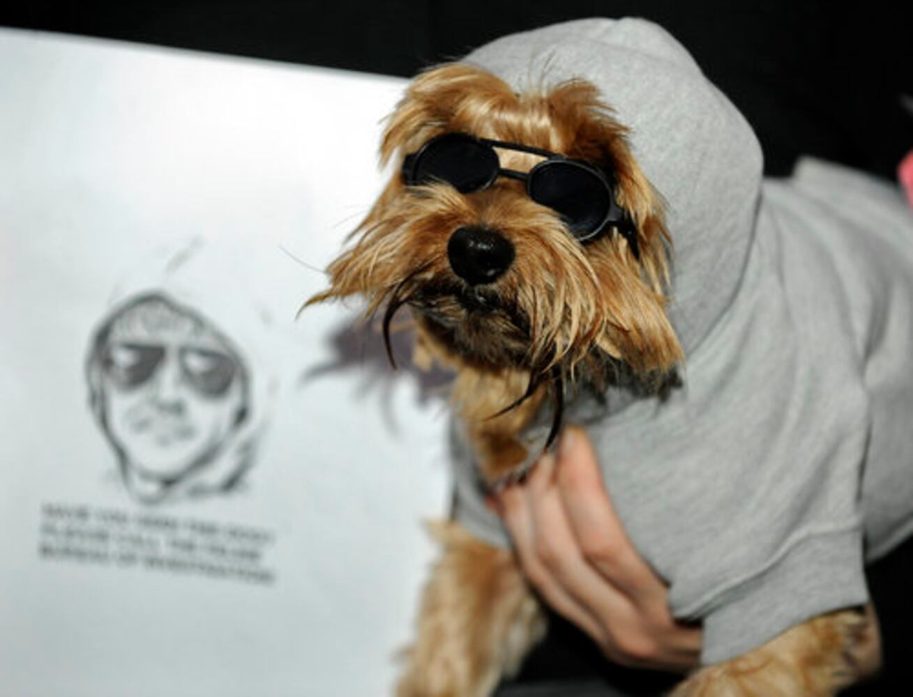 Dogs audition for 'It's Me or the Dog'