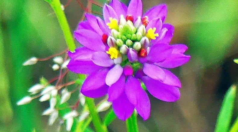 The bloom of the Curtiss’ milkwort has deep pink petals and a center with nearly every color of the rainbow, making it one of Georgia’s most colorful wildflowers. Found mostly on rock outcrops and old pastures, Curtiss’ milkwort is one of some 3,500 native flowering plant species in Georgia. CONTRIBUTED BY CHARLES SEABROOK