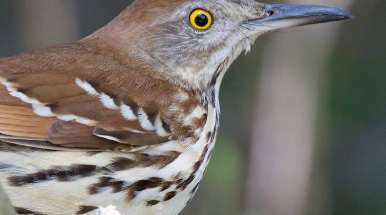 The brown thrasher, Georgia’s official state bird, is a good example of a male parent who equally shares nest-building, egg incubation, feeding and other household chores with his female mate. (Photo: Dan Pancamo/Creative Commons)