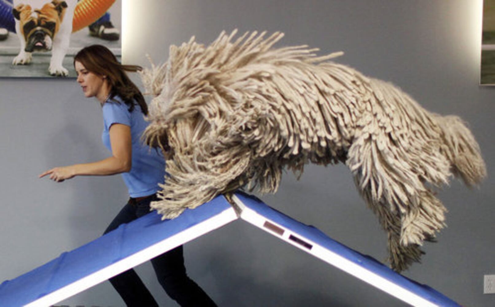 Teaching dogs Hollywood tricks