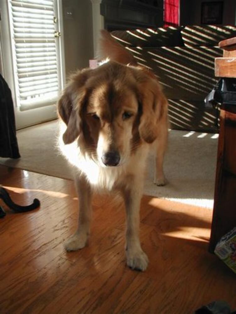 Atlanta's Top Dogs: 2. Golden Retrievers