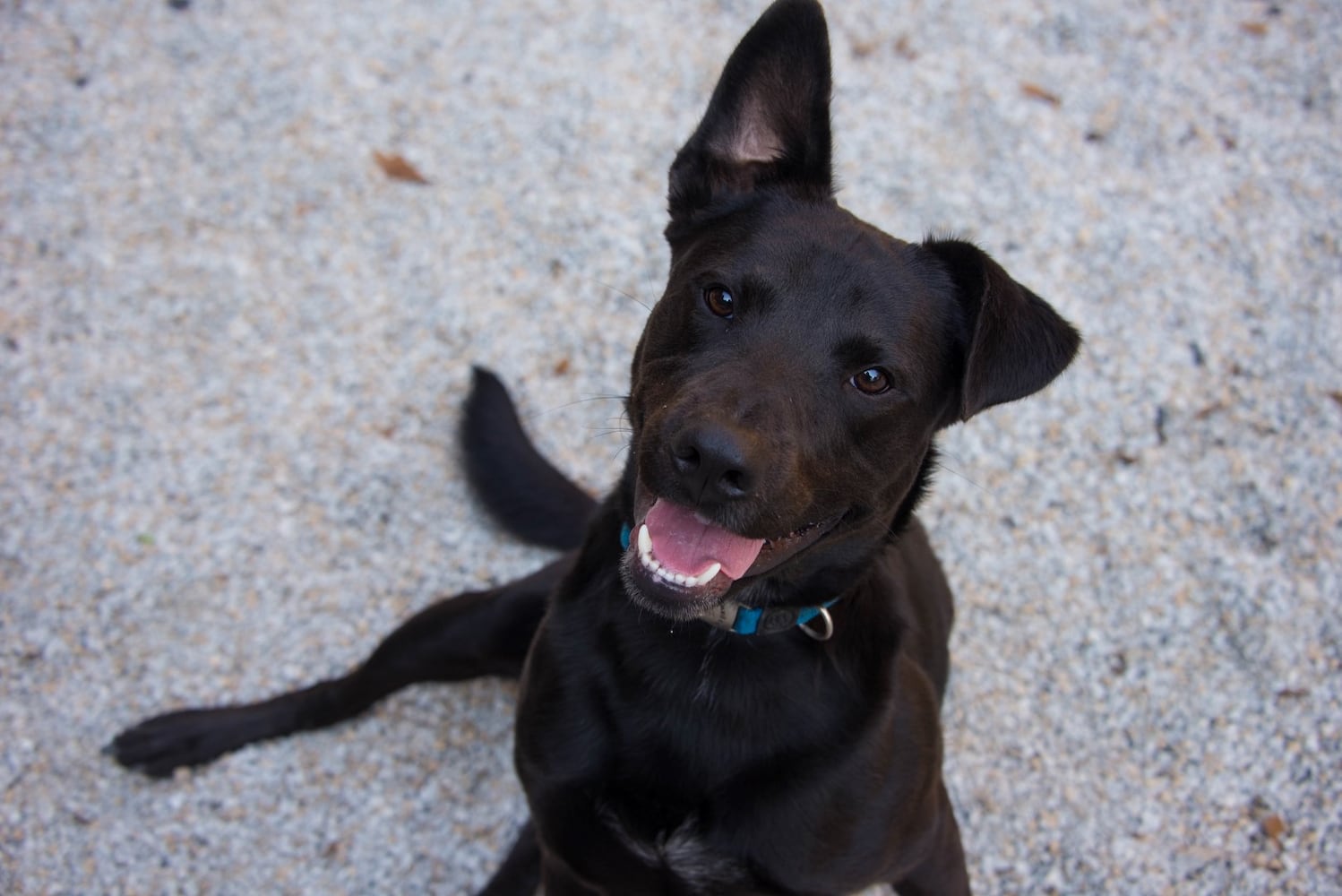 Adoptable Friends from PAWS Atlanta