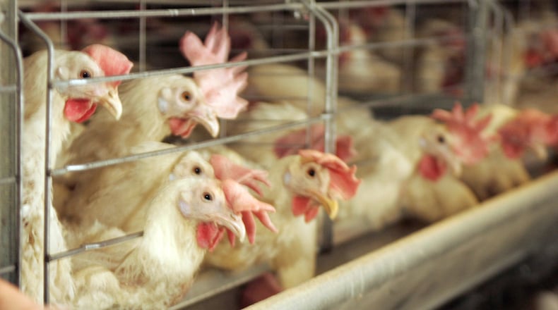 This file photo shows egg-producing chickens in a barn at the Heartland Quality Egg Farm in Logan County, Ohio. Avian flu has decimated chicken and turkey flocks across a dozen states. Photo by Jim Witmer / Dayton Daily News