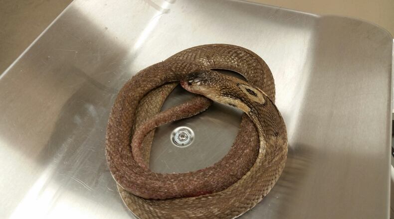 Photo courtesy Mark Sloat, City of Austin.