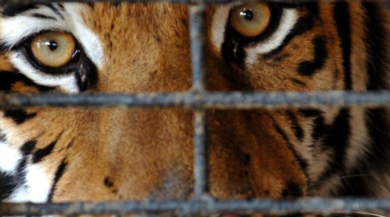 A female tiger peers through her cage bars. This is not the tiger authorities are looking to capture. (AJC file photo)
