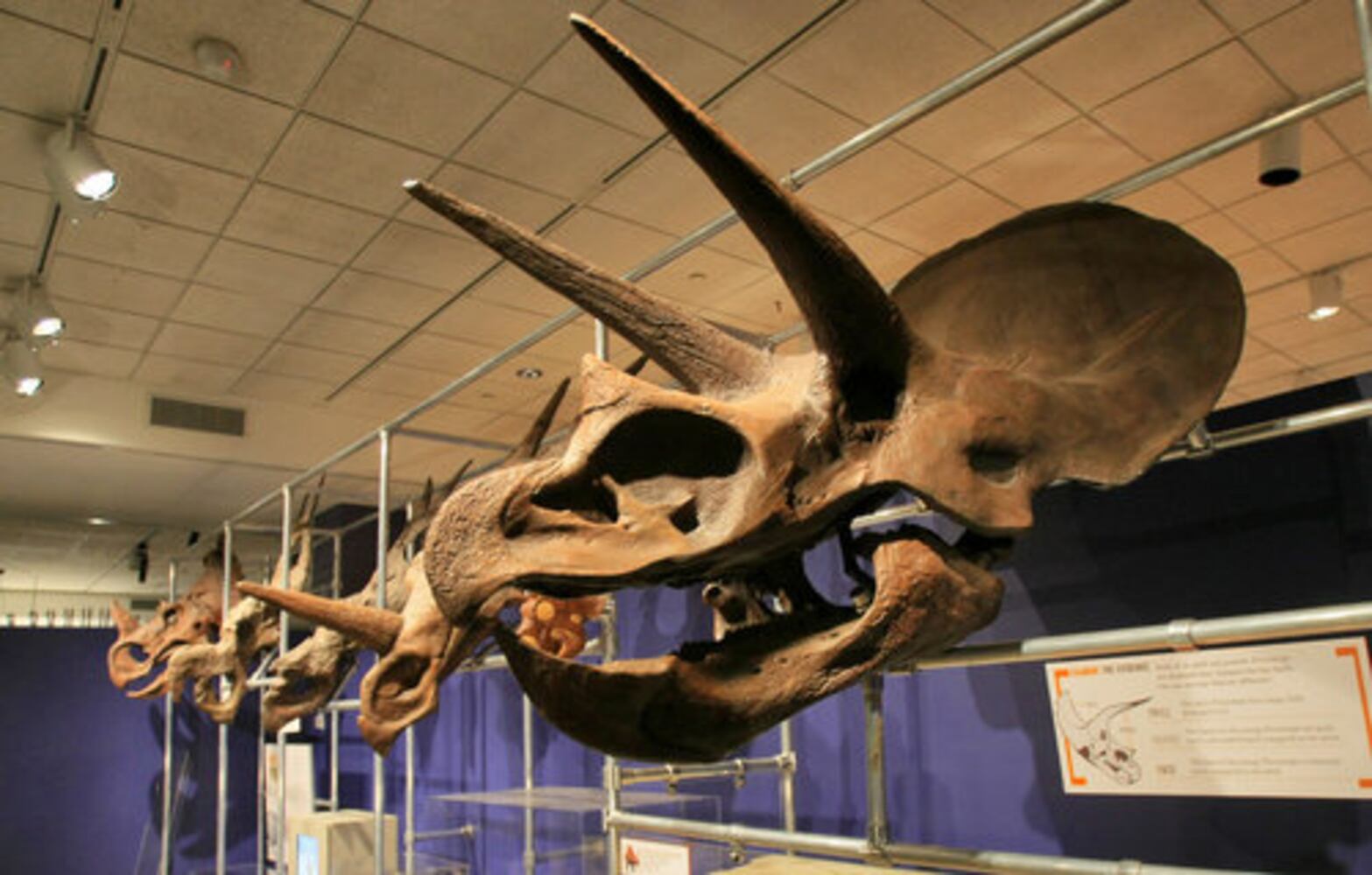 Dinosaur exhibit at Fernbank