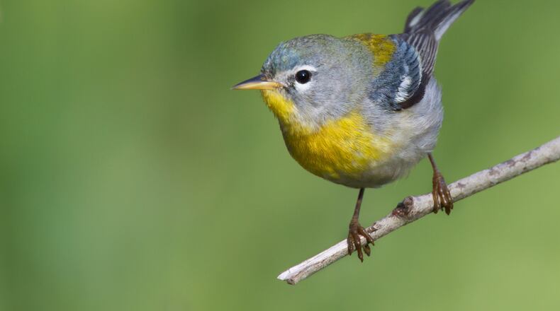 The Northern parula warbler spends the winter in Mexico, Central America and the Caribbean and returns to Georgia in March for its nesting season — one of the earliest arrivers in the state during spring migration. CONTRIBUTED BY DAN PANCAMO/CREATIVE COMMONS