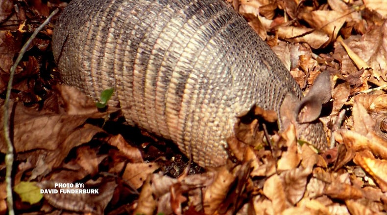Armadillos are not as uncommon as you might think in metro Atlanta! CONTRIBUTED BY DAVID FUNDERBURK