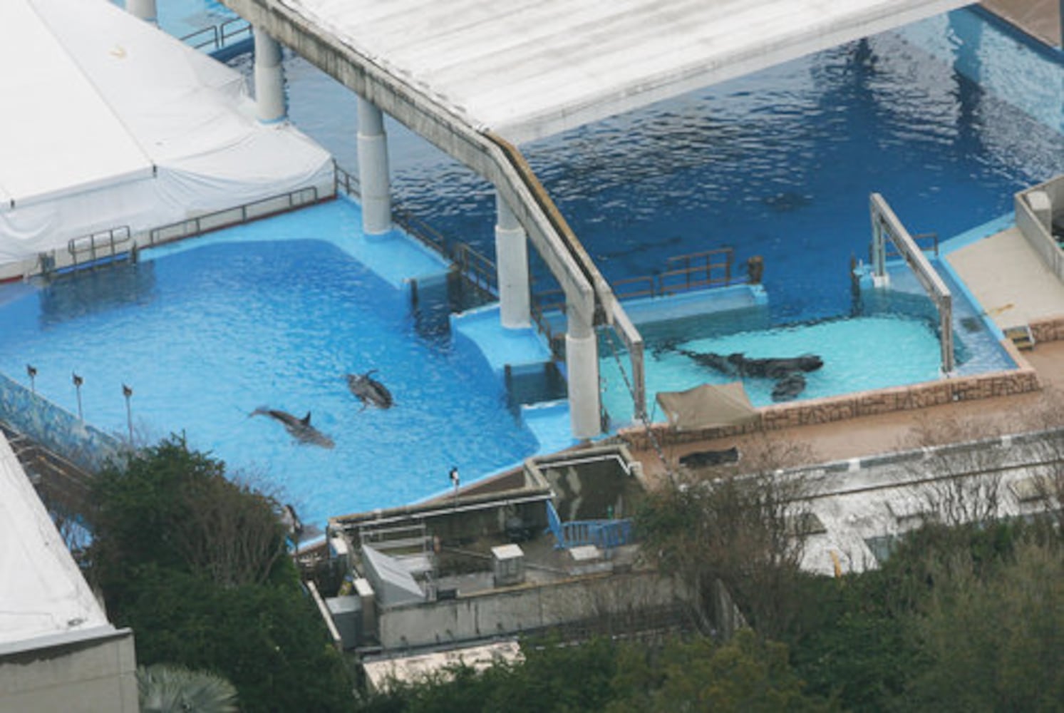 Trainer killed at SeaWorld photos