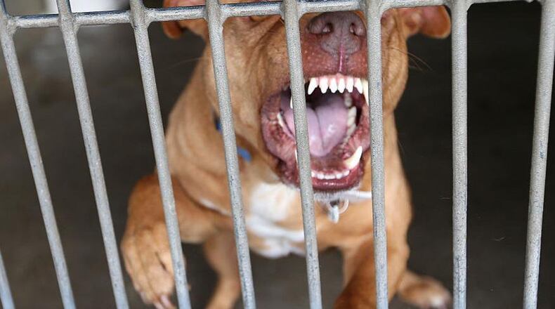 A pit bull attacked a 5-year-old girl in Newton County.