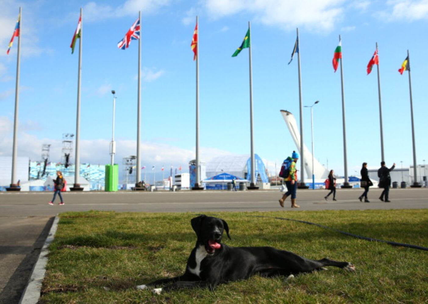 Winter Olympics host city overrun with strays