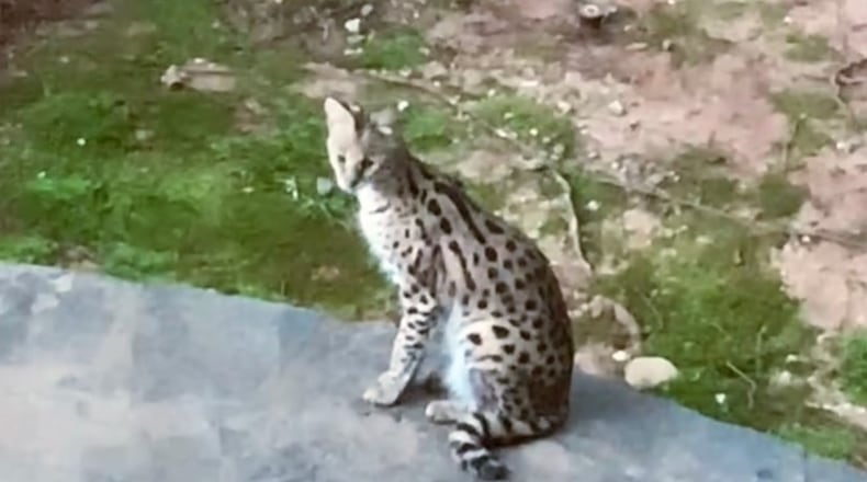 This is a picture of the serval, which authorities are trying to find.