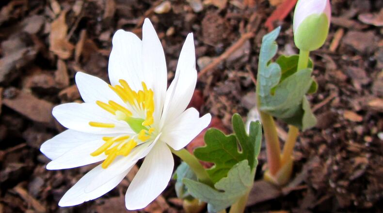 A Plant Swap and Share will be held from 8 a.m. to noon April 22 at the Church Street Greenspace, 4316 Church St., Tucker by the Tucker Historical Society. AJC