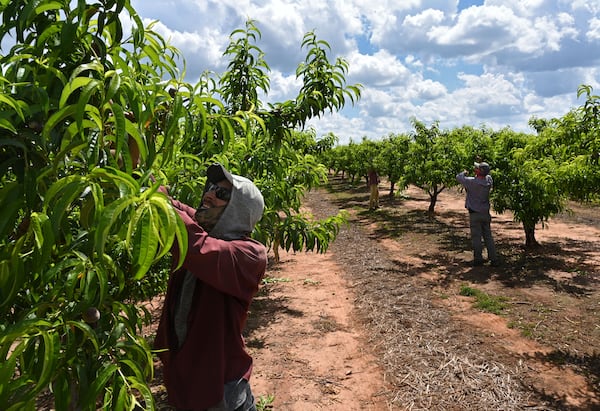 Peachtree farmworkers in Fort Valley rustle up Georgia's signature fruit. 