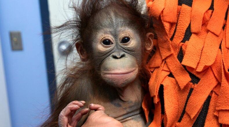 Keju is a six-month old orangutan whose mother at the Dane County Henry Vilas Zoo in Madison, Wis., showed that she was unlikely to offer care to the youngster. Zoo experts agreed to send Keju to Zoo Atlanta, where a potential foster mother can take her in. Photo: Zoo Atlanta