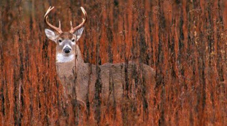 Disabled hunters and youth hunters are invited to archery-only deer hunts on separate dates in December at Allatoona Lake. AJC FILE