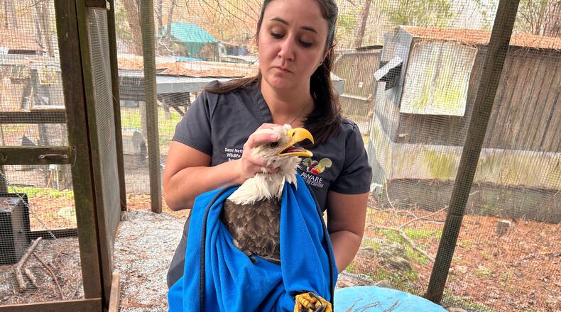 Wildlife Care Supervisor Sami Netherton holds the injured bald eagle, whose right wing was broken, after its arrival at AWARE Wildlife Center at the base of Arabia Mountain in Stonecrest.
(Courtesy of AWARE Wildlife Center)