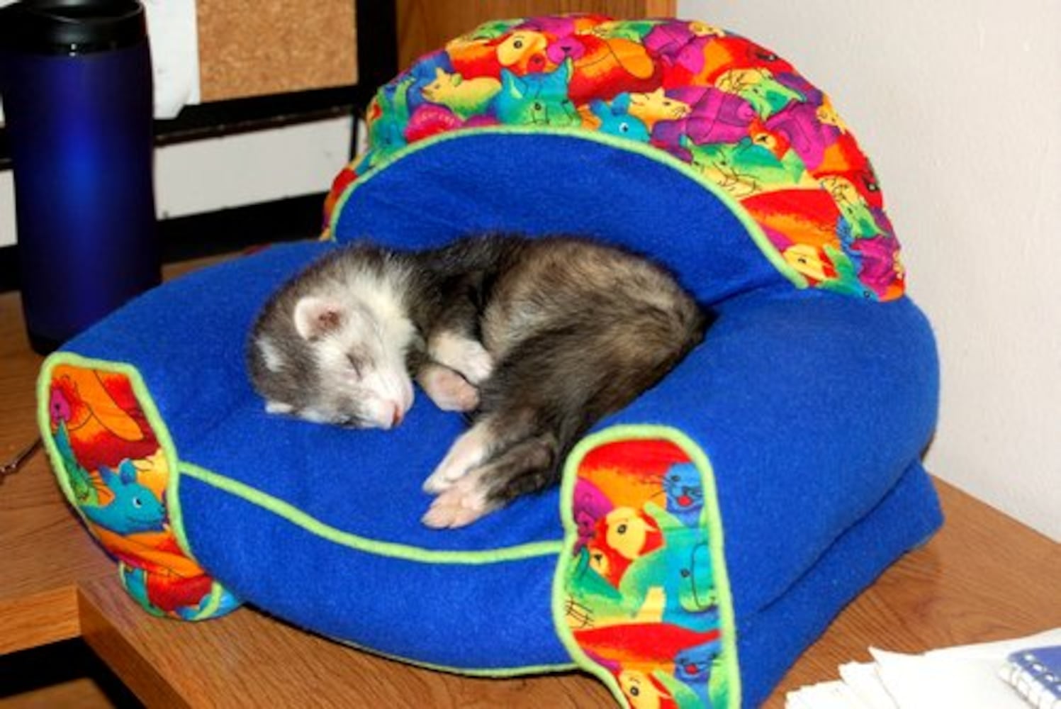 Cutest pets