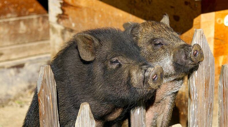 Some potbellied pigs were found wandering along a Pennsylvania highway.