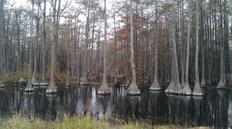 Natural wetlands play highly important roles in mitigating natural disasters like flooding, indeed, keeping some of them from unfolding in the first place. (Photo Courtesy of David Dixon)