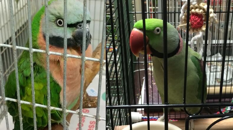 Two of the more than 300 birds recovered from a doctor's home in DeKalb sit in their cages. DeKalb Animal Services is seeking volunteers and donations.