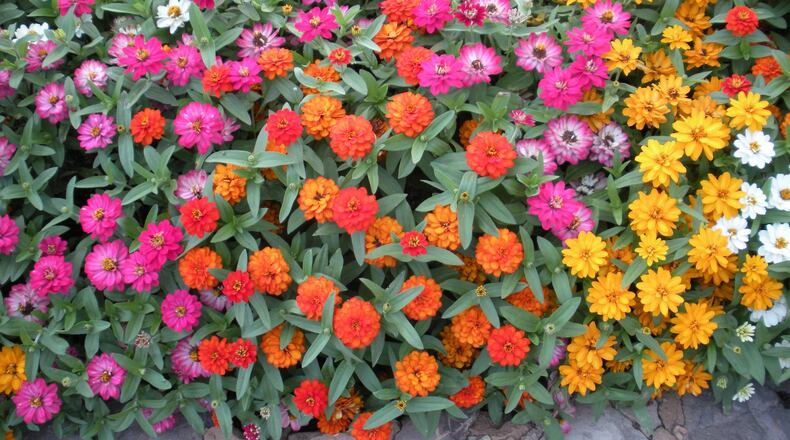 Plant zinnia seed every two weeks to have bee-friendly flowers available all summer. PHOTO CREDIT: Walter Reeves