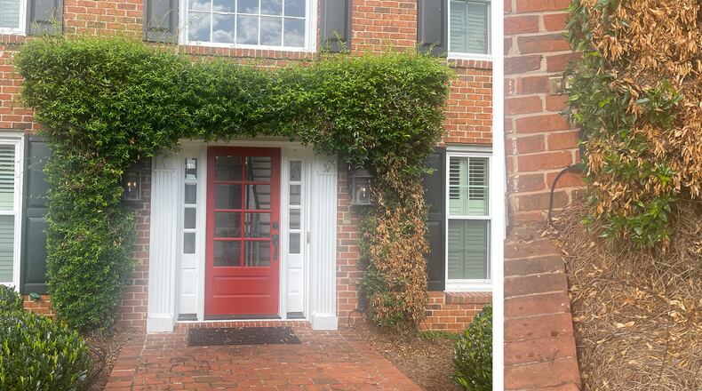 The streak of dead leaves among the green leaves indicates some damage at the base. Confederate jasmine has brittle stems, so caution is needed when managing it. (Courtesy of John McCutcheon)