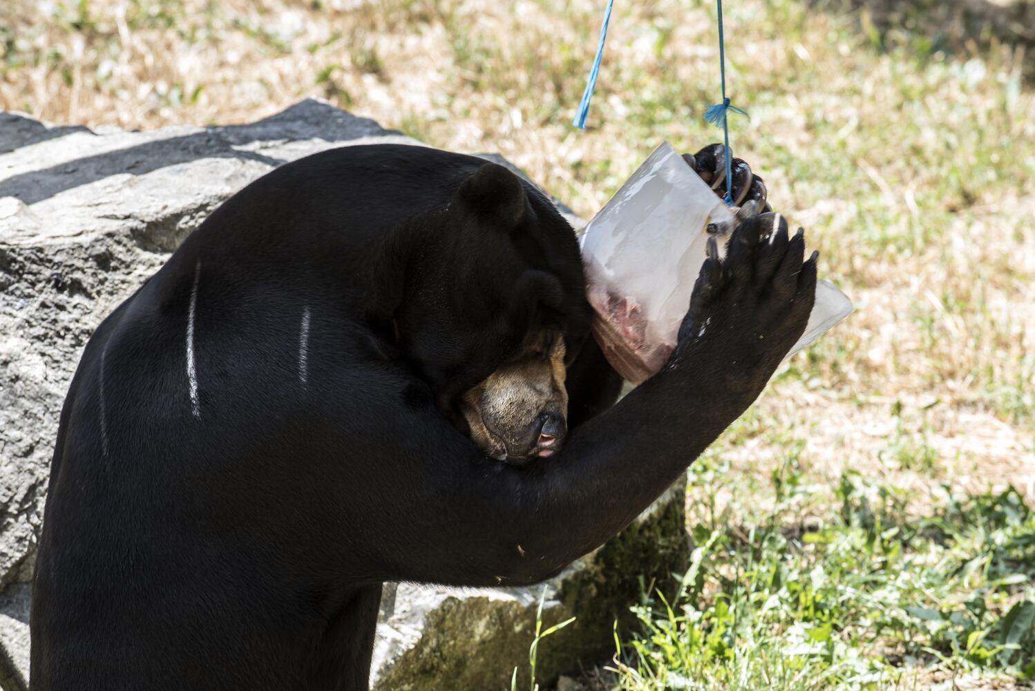Summertime photos: Animals chill out at zoos