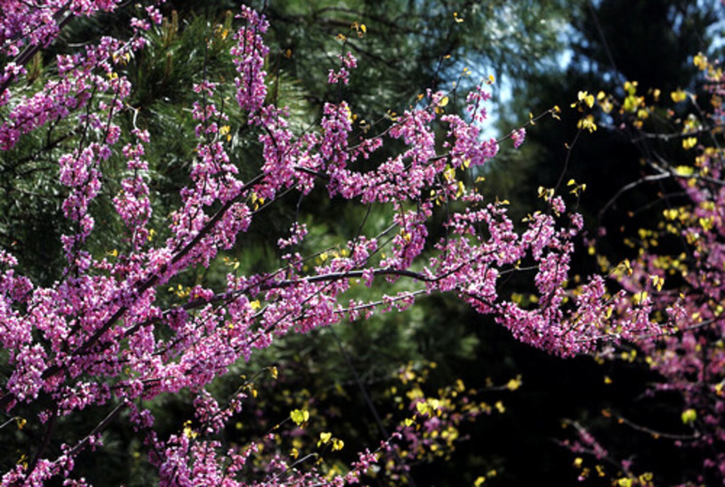 Quick course: What's blooming in metro Atlanta