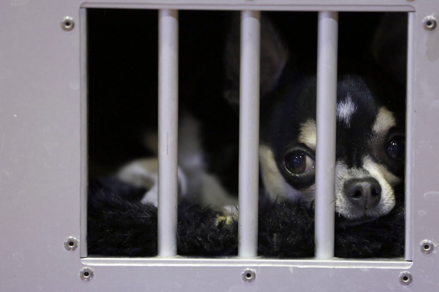 137th Westminster Dog Show