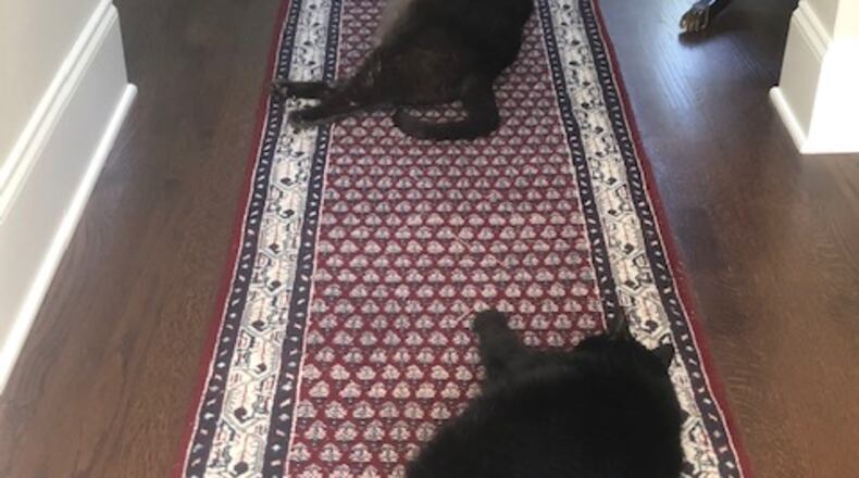 Ellen Dorsi submitted this photo she called "Practicing feline social distancing in Brookhaven."