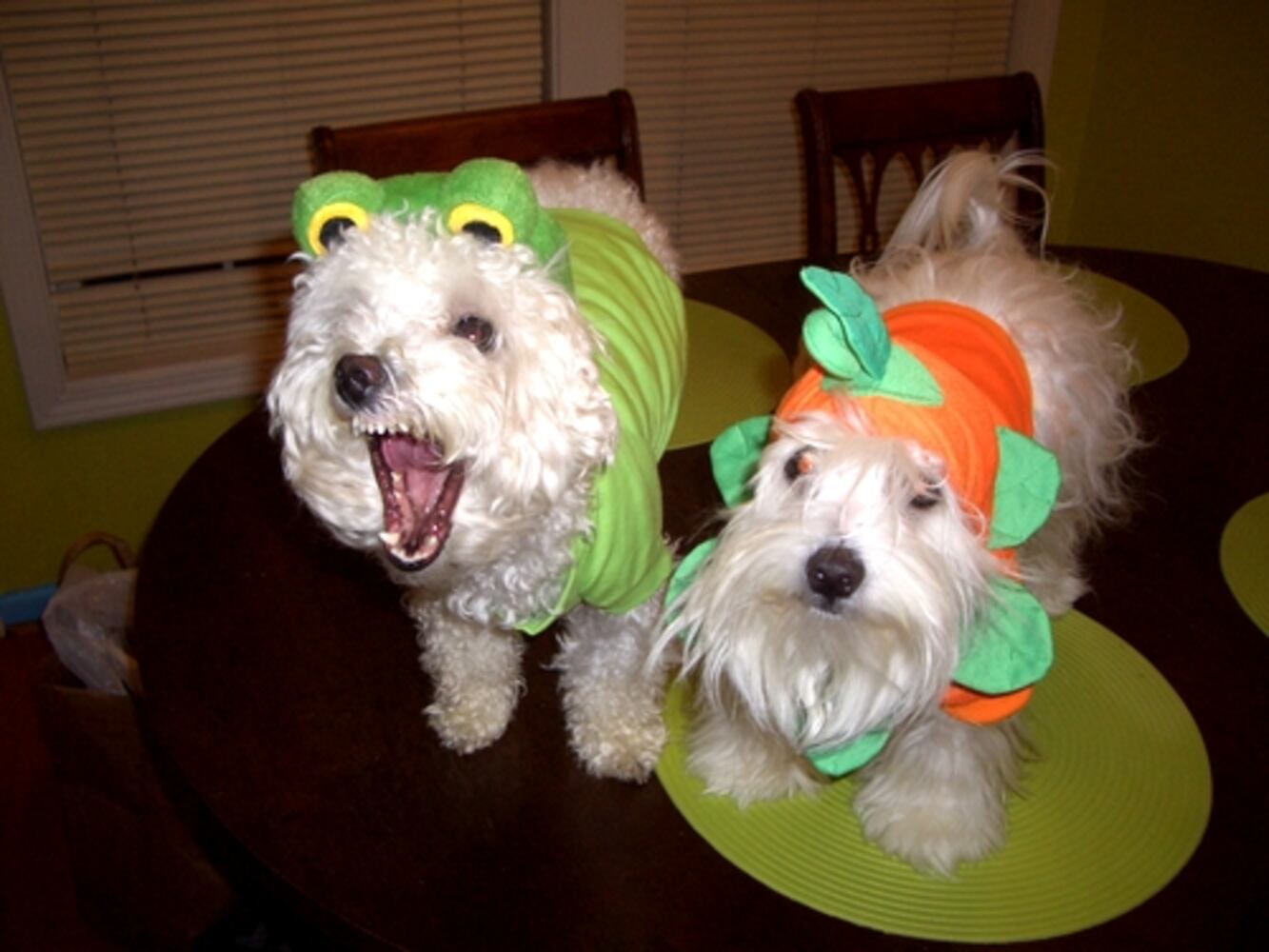 Costumes for pets: Cute or creepy?