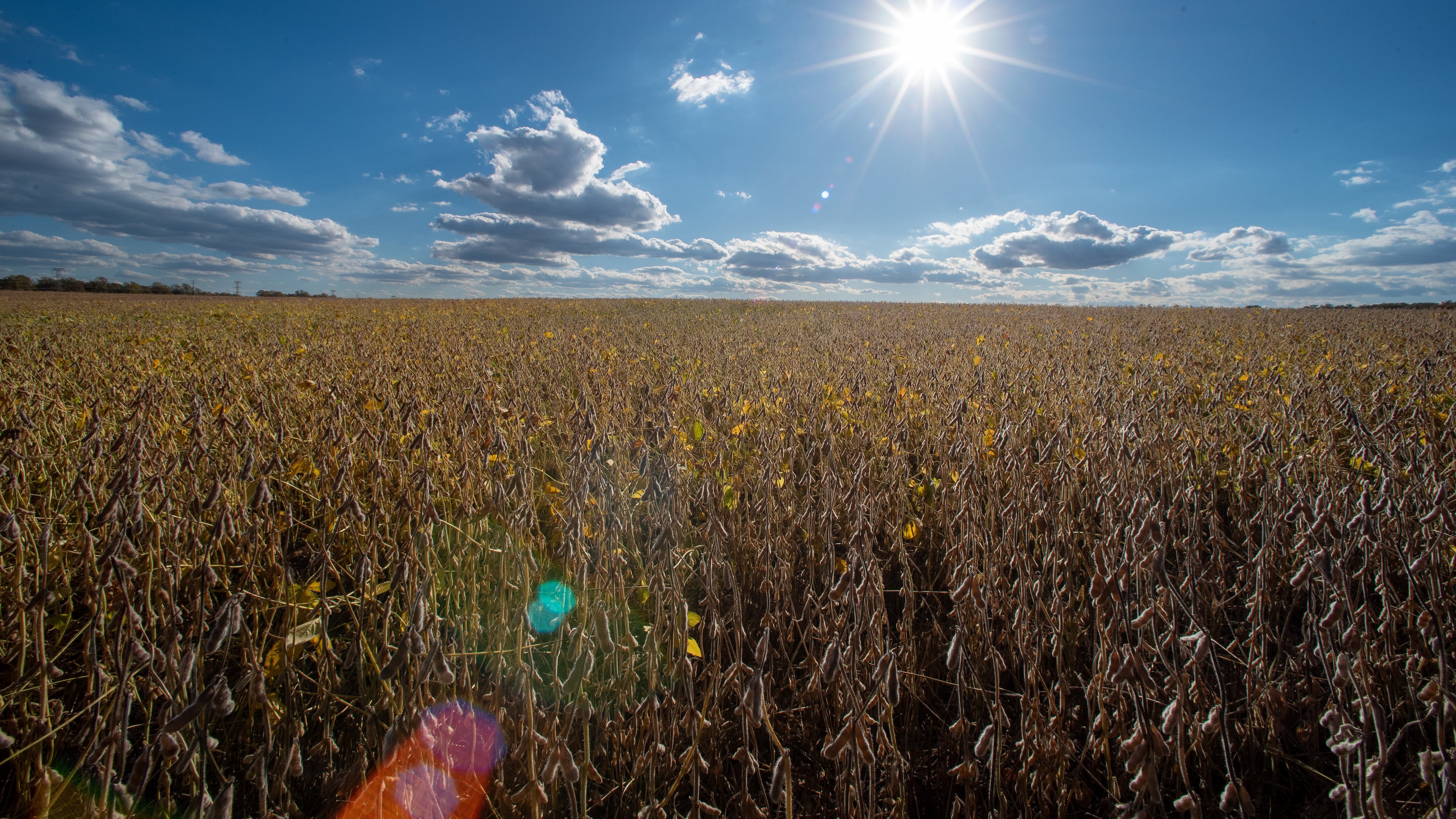 Soybeans grow in a farm field, Thursday, Oct. 23, 2025, in Willow Grove, Del. (AP Photo/Cliff Owen)