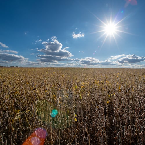 Soybeans grow in a farm field, Thursday, Oct. 23, 2025, in Willow Grove, Del. (AP Photo/Cliff Owen)