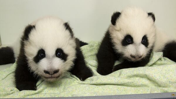 Panda cubs Xi Lun and Ya Lun not long after their birth in 2016.