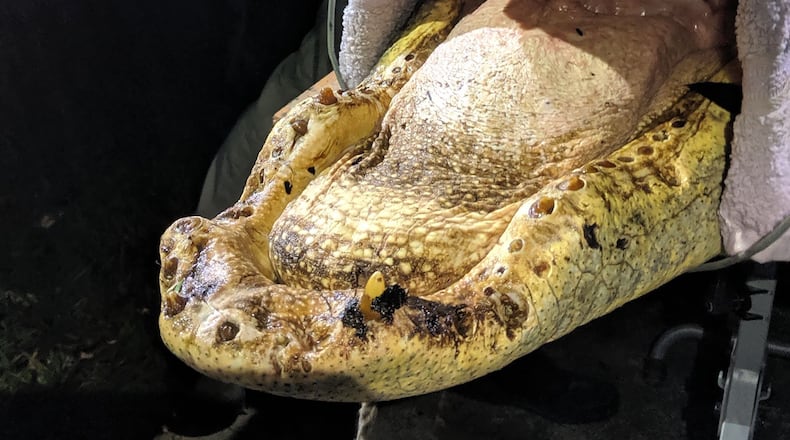 This alligator, caught in the Okefenokee, has lost its teeth. Researchers don't know why. (UGA Marine Extension and Georgia Sea Grant)