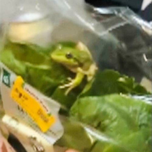 In this photo taken from video provided by Laura Jones, Billy Le Pine, Rhys Smoker and Lilli Ashby, a frog sits inside a salad bag in Esperance, Australia, on May 16, 2026. (Laura Jones, Billy Le Pine, Rhys Smoker and Lilli Ashby via AP)