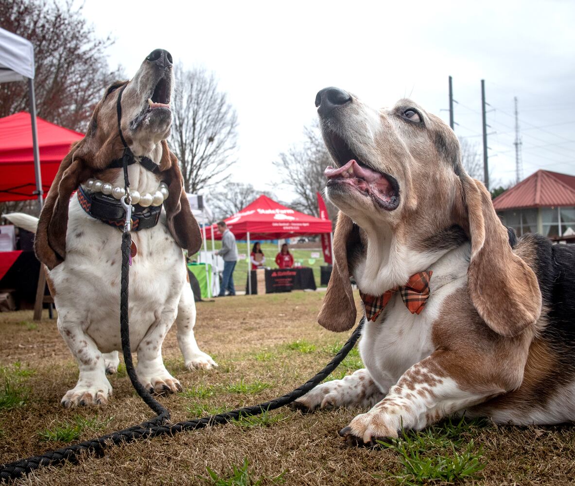 The Rescue Dog Games 2019