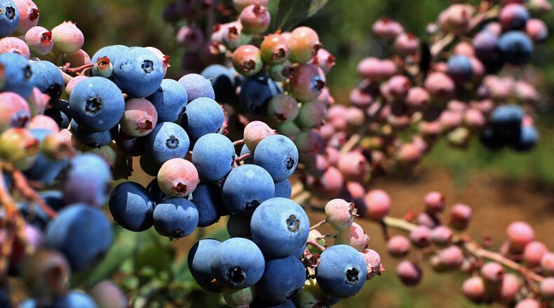 Blueberry farmers and other produce growers in Georgia had hoped that renegotiation of the North American Free Trade Agreement would provide them with new protections from competition from Mexico. That didn’t happen, and now they are at odds with other agricultural interests that support the new deal, the U.S. Mexico Canada Agreement, such as the American Farm Bureau Federation and the U.S. Chamber of Commerce. JASON GETZ / JGETZ@AJC.COM
