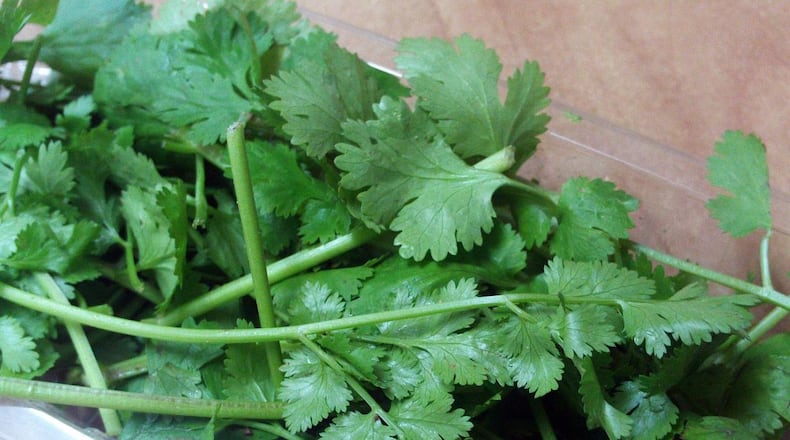 File image of cilantro.
