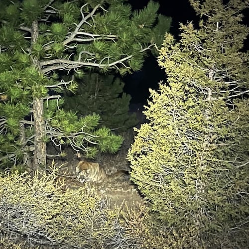 This photo provided by Gary Messina shows a mountain lion in the brush between two trees along the Crosier Mountain trail in the Arapaho and Roosevelt National Forests near Glen Haven, Colo., on Nov 11, 2025. (Gary Messina via AP)