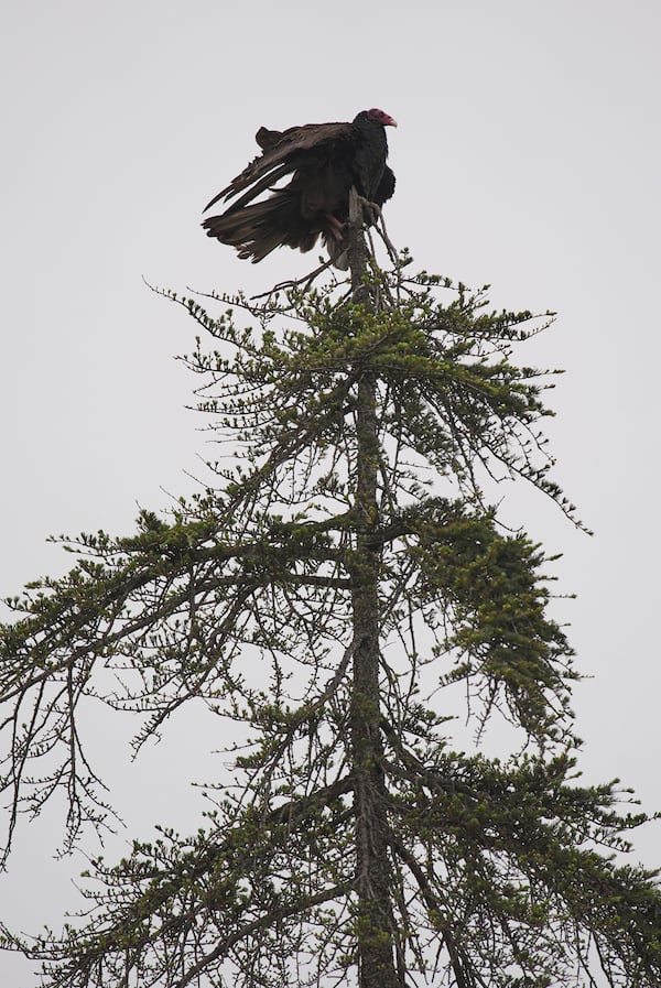 A turkey vulture roosts atop a tree at the Chaney Trail Corridor, an area affected by the Eaton Fire, in Altadena, Calif., on Wednesday, April 23, 2025. (AP Photo/Damian Dovarganes)