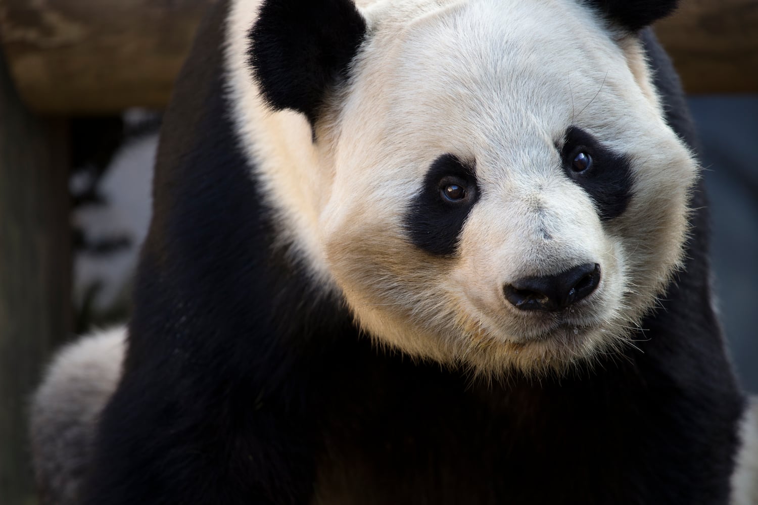 Yang Yang the giant panda