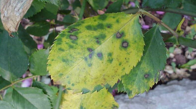 Synthetic fungicides control black spot disease better than homemade mixtures. PHOTO CREDIT: Walter Reeves