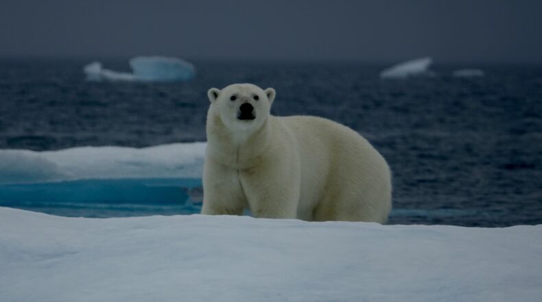 The reader who sent this photo said it was taken September 2016 in Victoria Strait Northwest Territories Canada while on Crystal Cruises Ship Serenity traveling from Anchorage Alaska to New York City via the Northwest Passage.