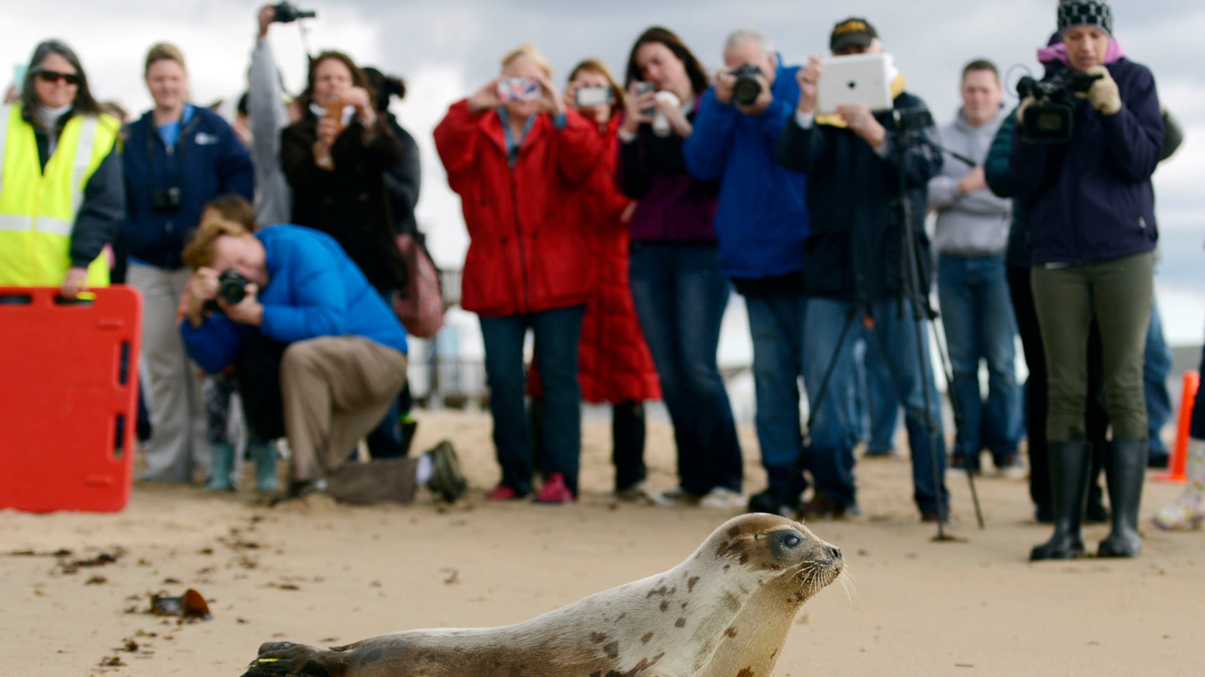FILE - A male harp seal makes his way down the sands of Blue Shutters Beach in Charlestown, R.I., after being release by Mystic Aquarium's Marine Animal Rescue Team on April 23, 2015. (Sean D. Elliot/The Day via AP, File)