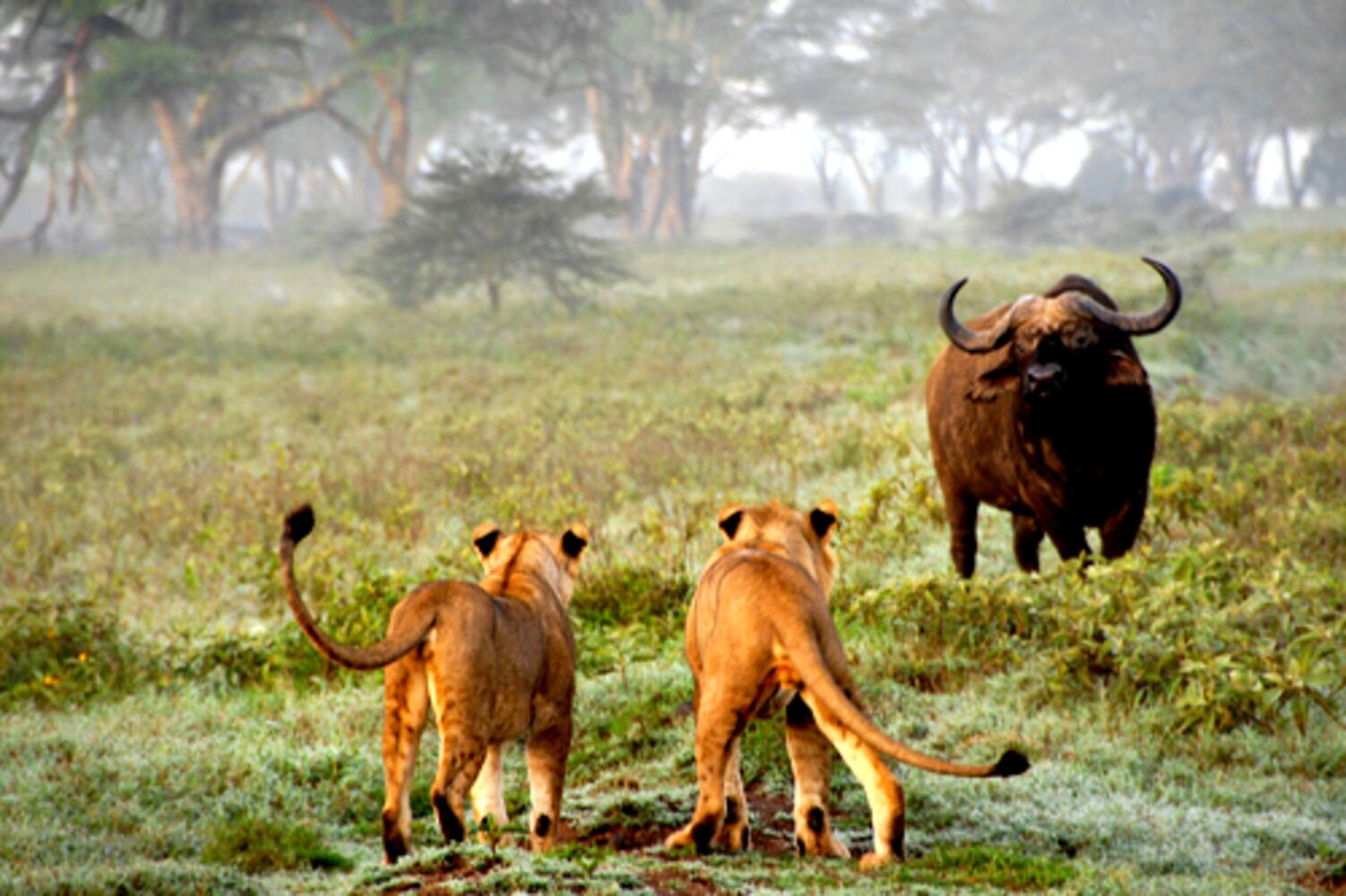 Travel photo contest / Animals (Top 10)