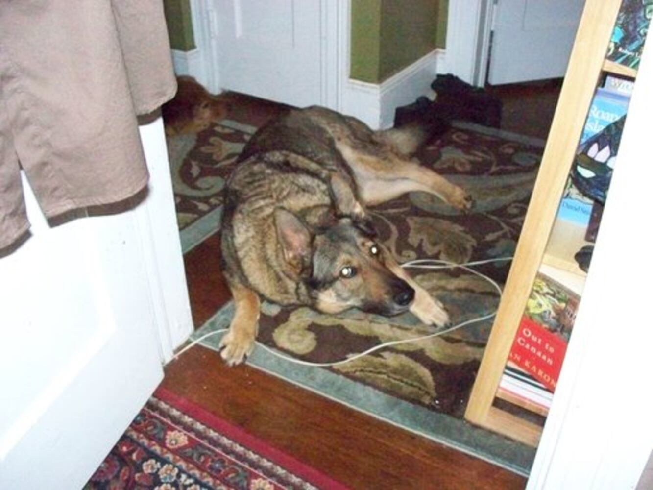 Atlanta's Top Dogs: 3. German Shepherds