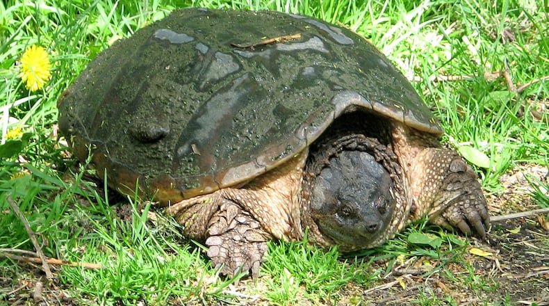 A female common snapping turtle (shown here) is one of numerous turtles moving about now to find suitable spots for laying eggs. Their movements may require them to cross roads and highways. (Courtesy of Gordon Robertson/Creative Commons)